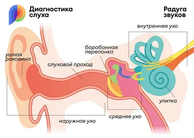 Центр слуха и речи Мединкус в Бишкеке - ФУНКЦИИ БАРАБАННОЙ ПЕРЕПОНКИ. Одной  из причин снижения слуха оказывается разрыв, травма, перфорация барабанной  перепонки. Барабанная перепонка - это уникальная часть слуховой системы  человека. Она