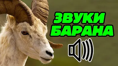 Охота на Снежного Барана на Камчатке - Туры для охотников