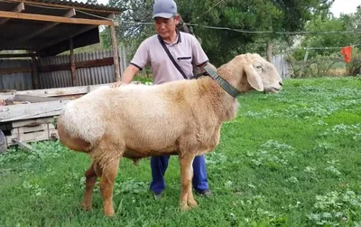 Баран горный из бельгийского шоколада