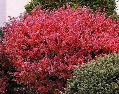 Барбарис Тунберга Орандж Рокет (Berberis thunbergii Orange Rocket) недорого  - Зелёная Гавань