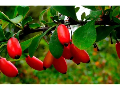 Барбарис - Berberis. Уход за барбарисом, описание видов и сортов барбариса,  выращивание