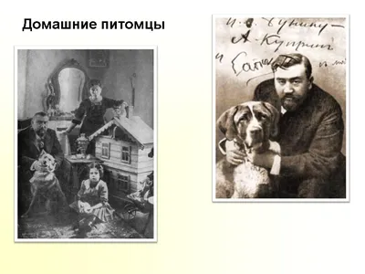 Урок по литературному чтению для 3 класса А.И. Куприн «Барбос и Жулька».