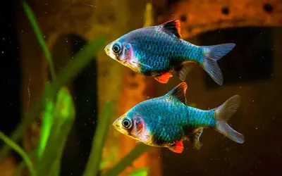 Барбус Суматранский (GloFish) светящийся