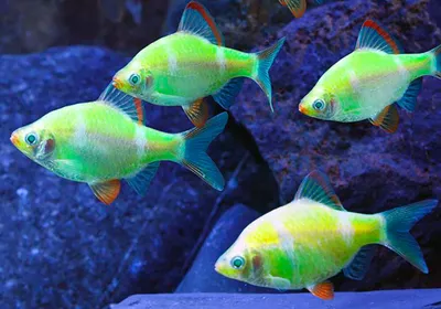 Барбус Суматранский ЛАЙМ (GloFish) светящийся купить оптом в  Санкт-Петербурге