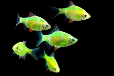 Барбус Суматранский ЗЕЛЕНЫЙ (GloFish) светящийся - купить в  интернет-магазине Лавка Аквариумиста