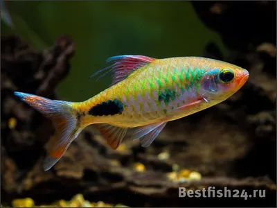 Барбус Гонконг \"GloFish\" зелёный альбинос (Puntius tetrazona) 2-2,5 см  купить за 19 руб. — ZOOMIX