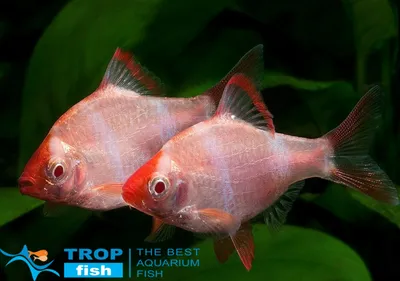 Барбус суматранский альбинос (Barbus tetrazona) | Aquarium-Style