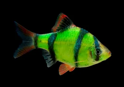 Барбус суматранский зелёный GloFish - купить в Минске в Бест Фиш