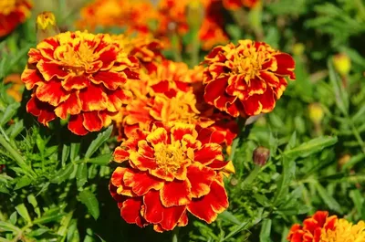 Бархатцы отклоненные (Tagetes patula)