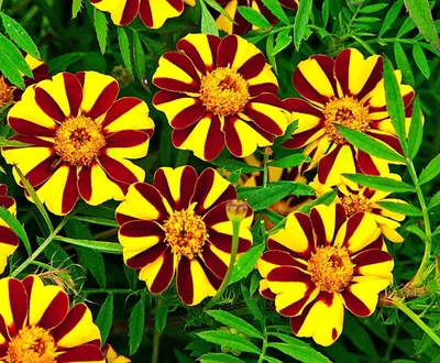 Бархатцы (Tagetes) — описание, выращивание, фото | на LePlants.ru