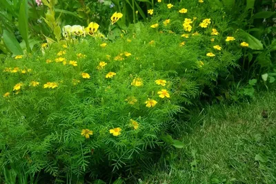 Бархатцы Tagetes цветка природы фотографии макротипа желтые. Текстура фона  Tagetes цветущий желтых цветов с пушистым бутоном. the Стоковое Изображение  - изображение насчитывающей ноготк, промахов: 156431897