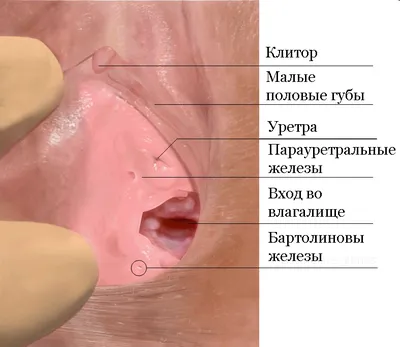 Диагноз \"киста или абсцесс бартолиновой железы\" устанавливают на основании  жалоб, истории болезни, осмотра. Причины возникновения… | Instagram