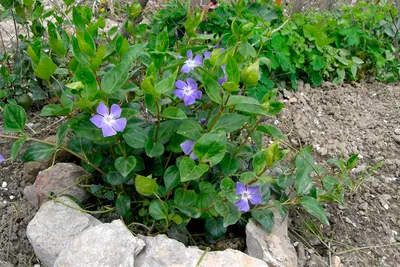 Vinca minor, Барвинок малый|landshaft.info