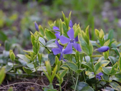 Барвинок малый (Vinca minor) — путеводитель по отдыху в Крыму