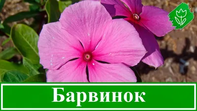 Картинки на тему #барвинок - в Шедевруме