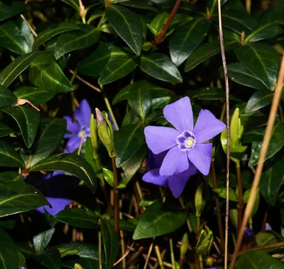 Барвинок малый (Vinca minor `Bowles Variety`) - Рокарии - По областям  применения - Каталог - LESKOVO-PITOMNIK.ru