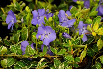 Catharanthus Roseus Барвинок Барвинок — стоковые фотографии и другие  картинки Барвинок - цветок - Барвинок - цветок, Без людей, Вариация - iStock