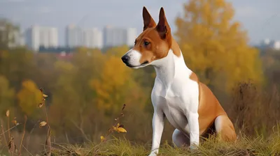 Басенджи – единственная собака, которая не может лаять