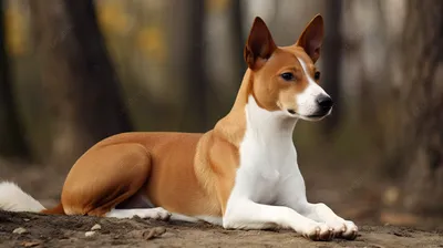 маленькая коричневая и белая собака в лесистой местности, картинка собаки  басенджи, басенджи, собака фон картинки и Фото для бесплатной загрузки