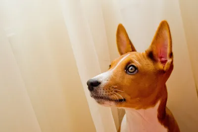 Порода Собак Басенджи — Особенности, Интересные Факты (Фото)