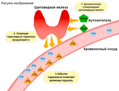 Клиника Ито