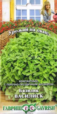 Растение Базилик: как вырастить в саду, польза и вред, сорта и фото