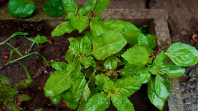 Набор для выращивания Happy Plant Вырасти сам растение в горшочке Базилик  фиолетовый купить по цене 268 ₽ в интернет-магазине Детский мир