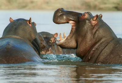 Бегемот hippos бегемота стоковое изображение. изображение насчитывающей  путь - 188129983