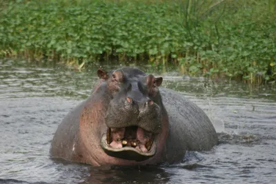 Бегемот или гиппопотам (лат. Hippopotamus amphibius), фото бегемотов