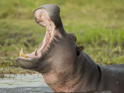 Бегемоты под водой и дерущиеся птицы: посмотрите работы с премии Wildlife  Photographer of the Year – The City