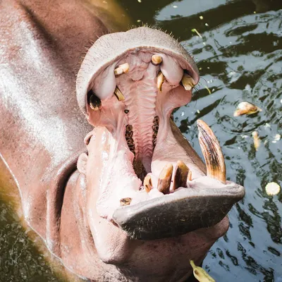 Карликовый бегемот im Zoo Rostock erleben