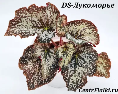 Коллекции растений ЦСБС СО РАН - Begonia masoniana Irmsch. – Бегония Мэсона