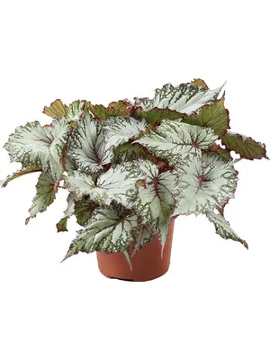 Бегония клубневая (Begonia tuberhybrida) — описание, выращивание, фото | на  LePlants.ru