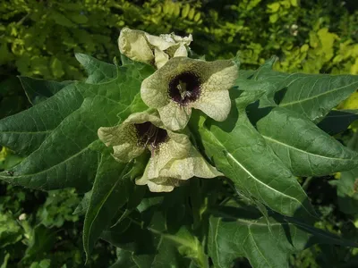 Белена черная (Hyoscyamus niger) ⋆ Сорные растения