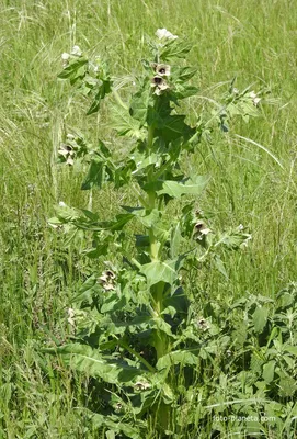 Белена белая, Hyoscyamus albus, the white henbane, שכרון זהוב | Plants,  Garden, Green