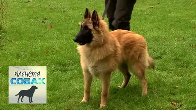 Belgian Malinois Бельгийская овчарка Малинуа кобель для вязки: 200 $ -  Вязка Киев на Olx