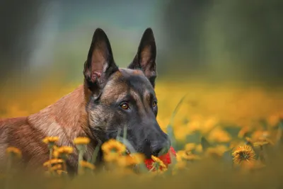 Бельгийская овчарка (Малинуа): 🐕 описание породы, характер собаки, виды,  фото