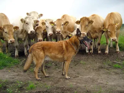 овчарки: бельгийская овчарка лакенуа, грюнендаль и | Belgian sheepdog,  Belgian malinois, Malinois dog