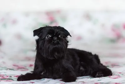 Собака бельгийский гриффон черного …» — создано в Шедевруме
