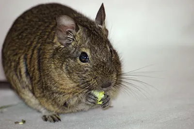 Дегу чилийская белка/Degu Chilean squirrel - YouTube