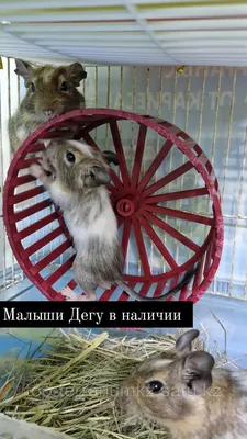 Дегу (Octodon degus) — Зоопарк «Лимпопо» г. Нижний Новгород – Нижегородский  зоопарк