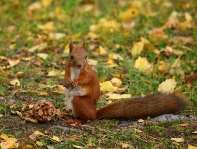 Не кормить до зимы: белки в городских парках готовятся к холодам (ФОТО) —  Новости Хабаровска