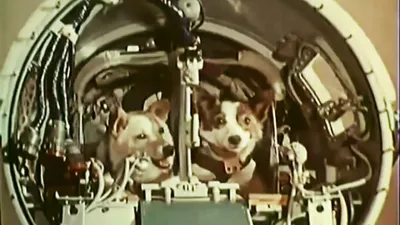 Training, puppies and care. How Belka and Strelka lived before and after  the flight / News / Moscow City Web Site