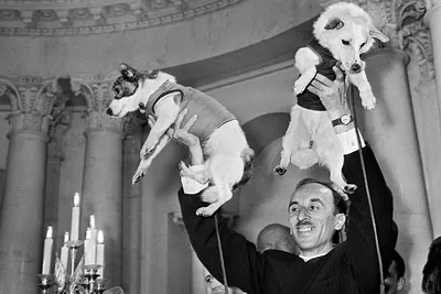 Belka and Strelka, Soviet space dogs, 1960 | Soviet space dogs, Belka and  strelka, Space animals