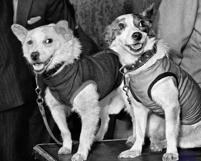 DOGS BELKA STRELKA SPACE | Sputnik Mediabank