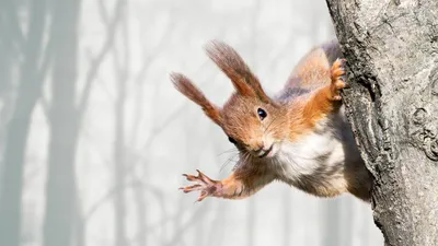 Белка обыкновенная (Sciurus vulgaris) — Зоопарк «Лимпопо» г. Нижний  Новгород – Нижегородский зоопарк