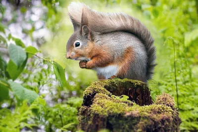 Красная белка, sciurus vulgaris, белка, млекопитающие, животные | Премиум  Фото