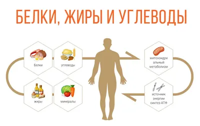 Как распределить белки, углеводы и жиры в течение дня? | ВКонтакте