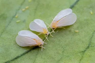 Белокрылка (Aleyrodidae) описание и методы борьбы на FloralWorld.ru