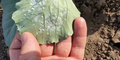 Белокрылка (Aleyrodidae). Фото белокрылок, обсуждение мер борьбы и  препаратов!